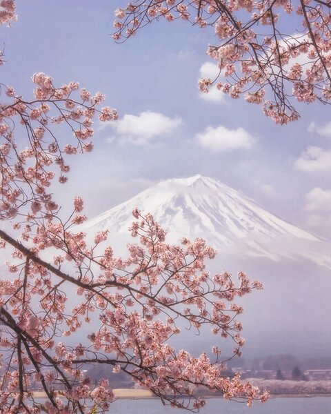 Fotografia Mt Fuji in the cherry blossoms, Makiko Samejima
