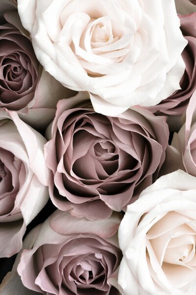 Fotografia Roses, Studio Collection, (26.7 x 40 cm)