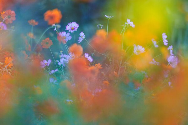 Fotografia The Colorful Garden, Junko Torikai