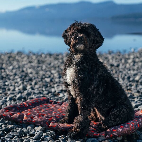 Cuccia da viaggio marrone per cane 45x60 cm Outdoor Chill Pad Mocha S – P.L.A.Y