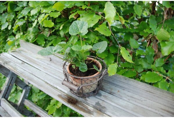 Vaso in terracotta ø 15 cm - Esschert Design