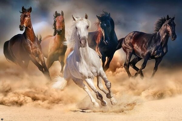 Posters, Stampe Cavalli - Five horses