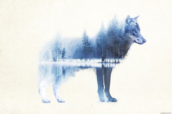 Posters, Stampe Forest Wolf