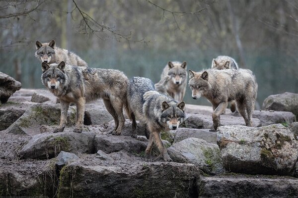 Posters, Stampe Wolf - Grey Wolves, (120 x 80 cm)