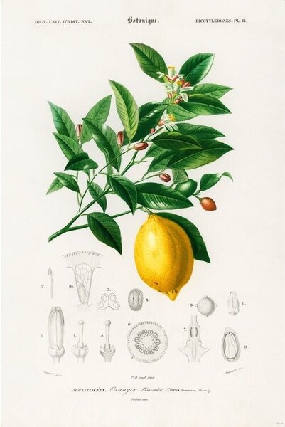 Posters, Stampe Charles Dessalines d Orbigny - Citrus Limonium, (61 x 91.5 cm)