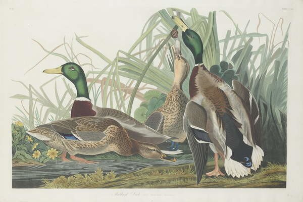 John James (after) Audubon - Stampa artistica Mallard Duck 1834, (40 x 26.7 cm)