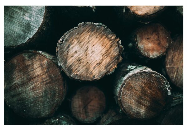 Quadro su tela – Tronchi di legno da vicino