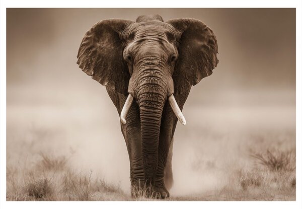 Quadro su tela – Maestoso elefante nella savana