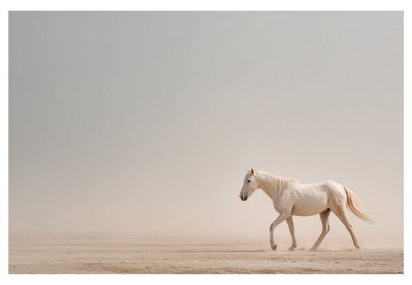 Quadro su tela – Cavallo bianco nel deserto