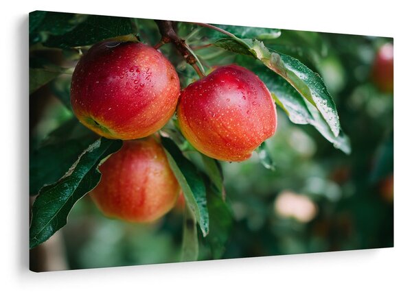 Quadro su tela – Mele fresche sul ramo