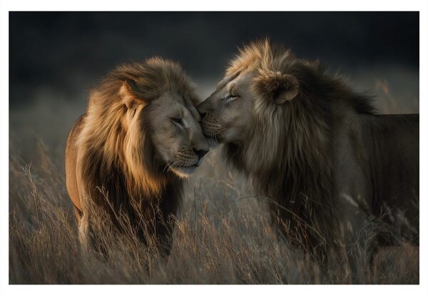 Quadro su tela – Leoni nella savana africana