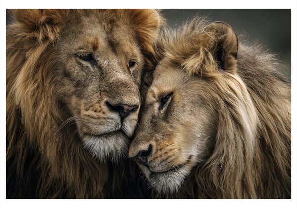Quadro su tela – Amore leonino nella natura selvaggia