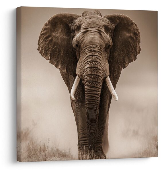 Quadro su tela – Elefante africano nella nebbia