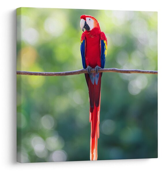 Quadro su tela – Uccello tropicale nella natura