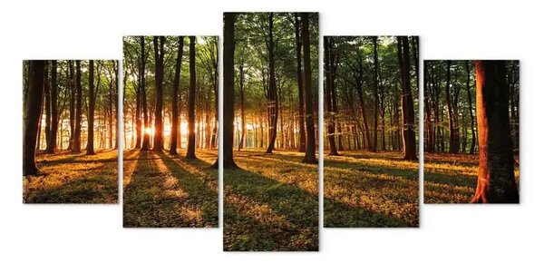 Quadro moderno Tramonto nella foresta