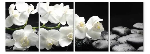 Quadro Orchidea splendida