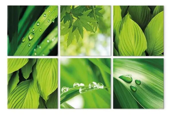 Quadro su tela Verde intenso delle foglie