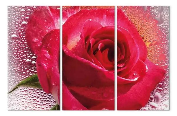Quadro su tela Signora Rosa - trittico