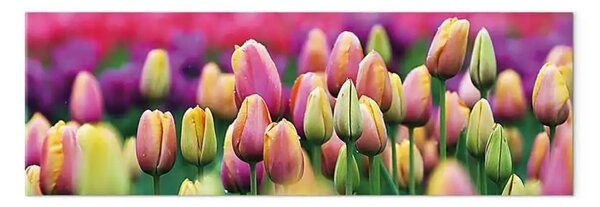 Quadro su tela Tulipani iridati