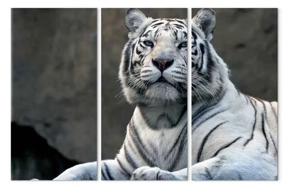 Quadro su tela Tigre bianca