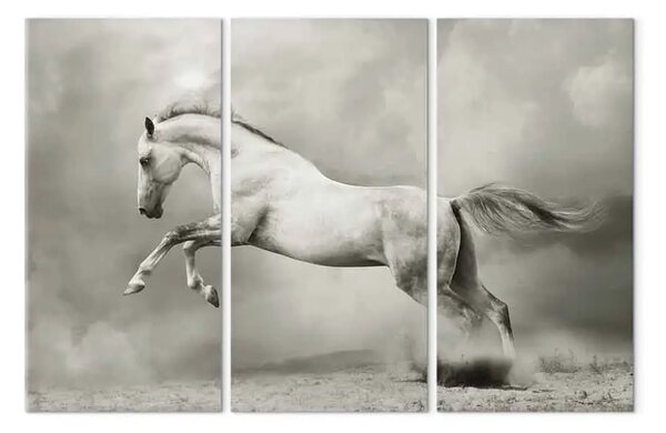 Quadro Cavallo bianco in movimento