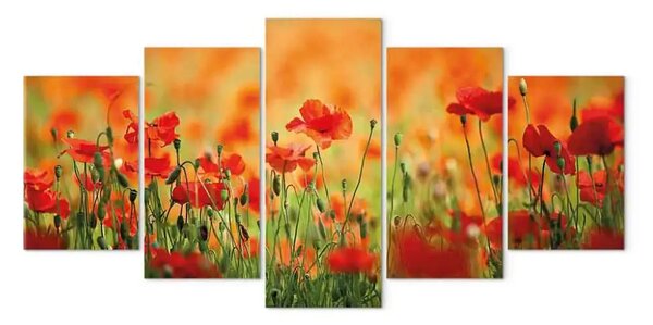 Quadro moderno Papaveri di colori vivaci