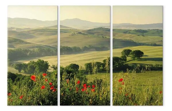 Quadro moderno Papaveri su colline toscane