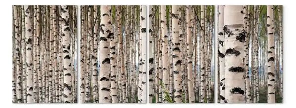 Quadro su tela Foresta di betulle
