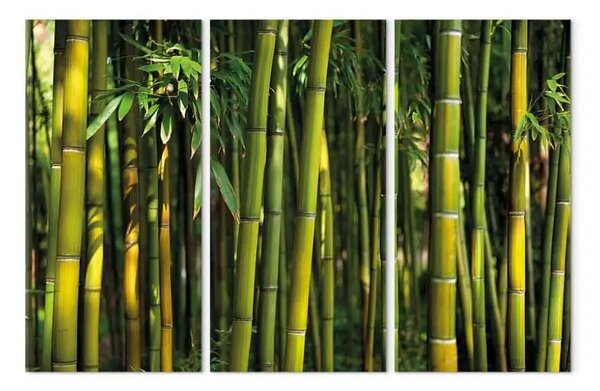 Quadro su tela Bambu' e il verde