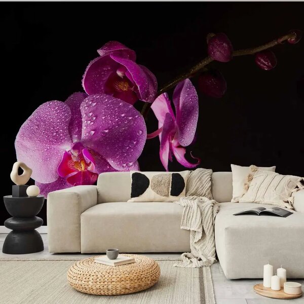 Carta da parati moderna Orchidea elegante - fiore viola con gocce d’acqua su sfondo nero