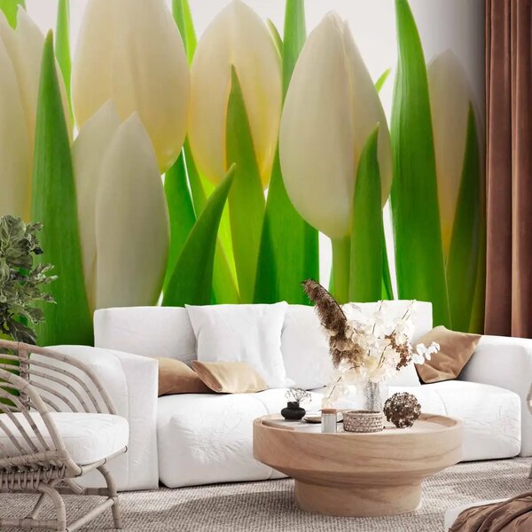 Carta da parati Tulipani al sole - motivo floreale con fiori bianchi su sfondo chiaro