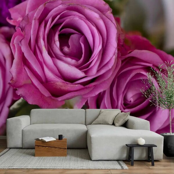 Carta da parati moderna Rose nei toni del viola - primo piano dei fiori con sfondo sfocato
