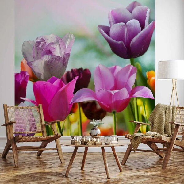 Carta da parati Bellissimo giardino primaverile - motivo soleggiato con tulipani
