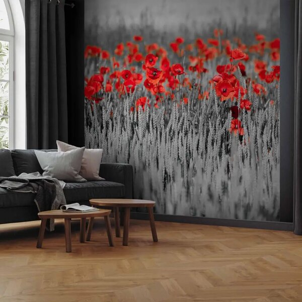 Carta da parati Papaveri sul grano in bianconero - astrazione di fiori rossi