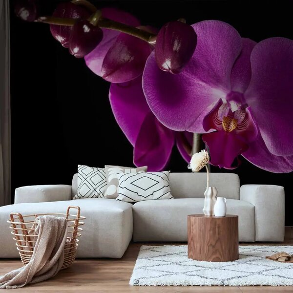Carta da parati moderna Orchidea elegante - orchidea viola su sfondo nero