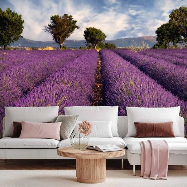 Carta da parati Campi di Lavanda - Piante sotto cielo blu in stile provenzale