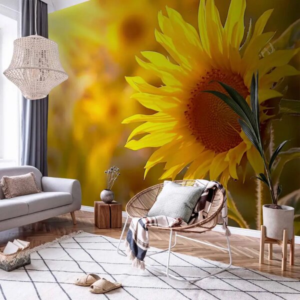 Carta da parati moderna Fiori Estivi - Primo piano di un girasole nei raggi del sole