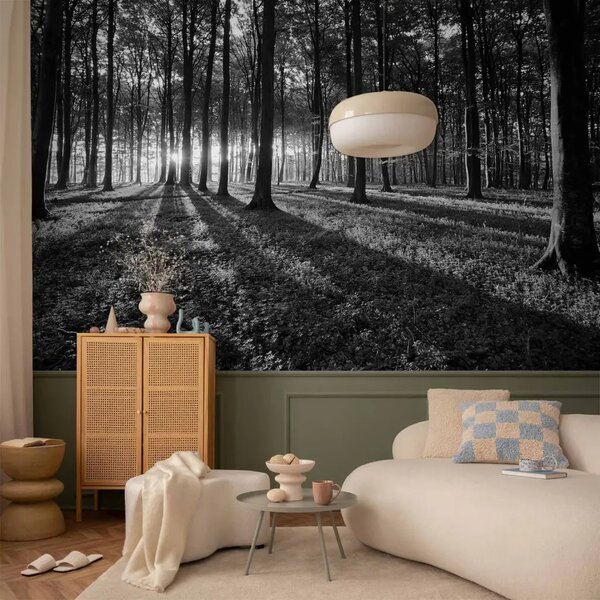 Carta da parati moderna Luce nel bosco - paesaggio con alba tra gli alberi