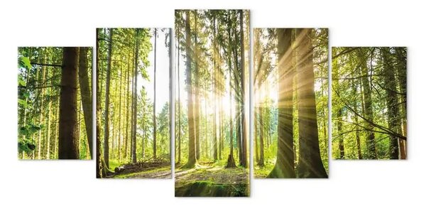 Quadro moderno Regno della foresta