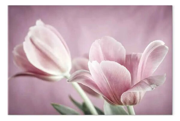 Quadro su tela Romantici tulipani