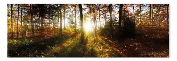 Quadro Bella foresta
