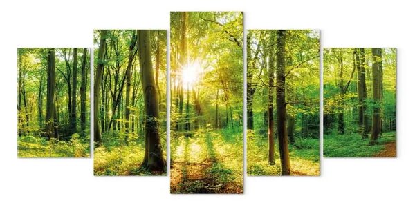Quadro contemporaneo Storia della foresta (5 pezzi) - luce solare tra le cime degli alberi