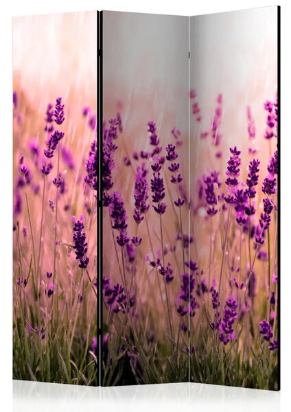 Paravento Lavanda sotto la pioggia - fiori romantici di lavanda viola in campo