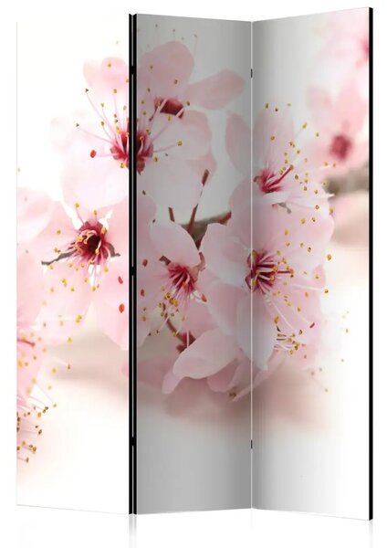 Paravento separè Fiore di ciliegio - pianta orientale rosa su sfondo bianco in tema Zen