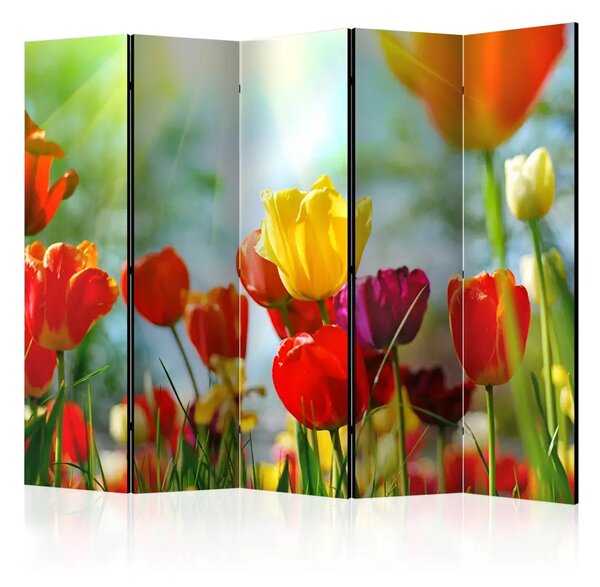 Paravento separè Tulipani primaverili II - campo di tulipani primaverili