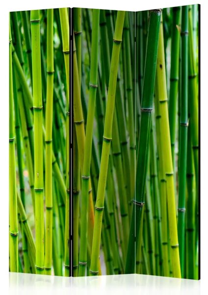 Paravento design Foresta di Bambù - alberi di bambù verde in stile orientale Zen
