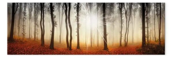 Quadro su tela Nebbia autunnale - stagione dorata nella foresta al tramonto
