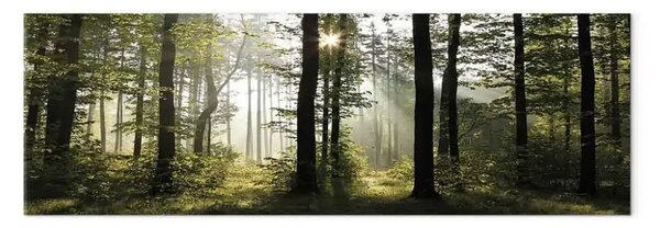 Quadro su tela Foresta luce giorno - paesaggio alberi verdi natura