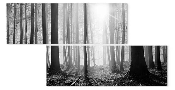 Quadro su tela Natura: Bosco in bianco e nero - paesaggio solare della foresta