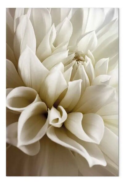 Quadro Bella dalìa - bellissimi fiori di dalìa romantica in bianco